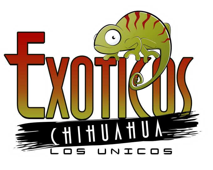 Exoticos Chihuahua