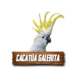 Imagen anterior del producto