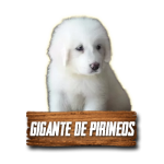 Imagen anterior del producto