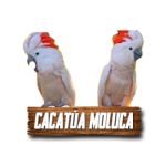 Imagen anterior del producto